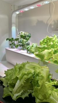 One of the best ways to boost your health is by adding more nutrient-dense foods to your diet. A Smart Garden helps you to grow fresh greens, and herbs indoors with minimal effort, all year round.