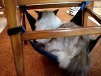 Ragdoll Cat on Cat Hammock by Kitty Cradle - ねこ - ラグドール - Floppycats	http://youtu.be/Z8LYf6tU3as