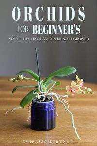 Orchids for beginners: an experienced grower tells how she cares for her orchids and what you need to know to get started at home. #orchids #houseplants #empressofdirt