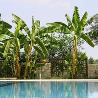 Cold Hardy Banana Trees for Sale – FastGrowingTrees.com