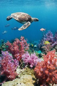 Green sea turtle over soft corals