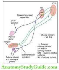 Physiology Of Salivary Secretion Notes - Anatomy Study Guide