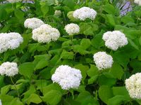 My rented garden: Hydrangea arborescens grandiflora’ Närpes’, Vidjehortensia