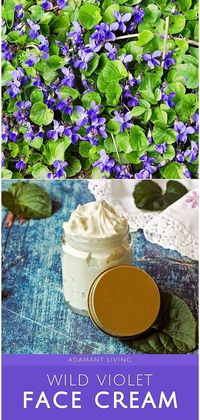 Explore our Violet Face Cream, a highlight in the DIY Body Care series. Made with wild violets, this cream is a natural solution for lymphatic health and overall skin wellness. Its unique use of violet leaves sets it apart, offering a fresh approach to homemade skincare. Dive into the world of DIY and natural beauty. Find more Medicinal Herbs, Natural Remedies, and Herbal Apothecary at adamantliving.com.