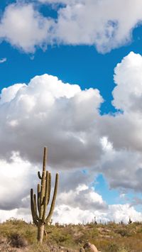 Time lapse of AZ desert landscape with big saguaro cactus.  #Arizona #Travel #Phoenix #adventure #cactus #nature #outdoor photography #time lapse