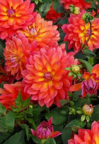 ~~Dahlia 'Fire Pot' |  decorative dahlia - the flowers are in a hot blend of pink and orange, with a touch of yellow at the center. Very floriferous, 6" blooms, 3 ft tall | Rose Cottage Plants~~