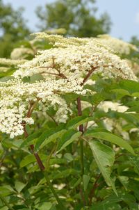 Sambucus canadensis - Elderberry: Available at Prairie Moon Nursery