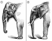 1. Asian Elephant Head 2. African Elephant Head