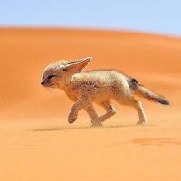 Animal lovers 👐❤🐕🐶🐩🐈🐱🐇🐰 Fennec Fox, Morocco. The fennec, or desert fox, is a canine mammal species of the genus Vulpes, which inhabits the Sahara Desert and…