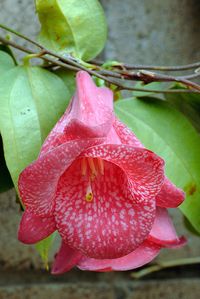 Lapageria - Chilean Bell Flower by Eric Hunt