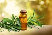 How To Get Rid Of Lice With Tea Tree Oil? – Moksha Lifestyle Products