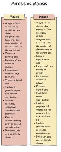 Infographic to compare mitosis and meiosis