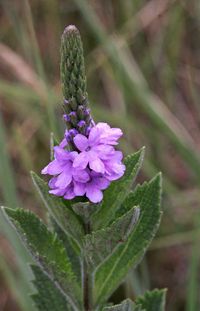 Hoary verbena (Verbena stricta),  | by andrey zharkikh