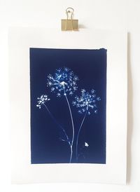 Cyanotype Ombellifères - Carasco sur Les Français sont gâtés  #cyanotype #art #tableau