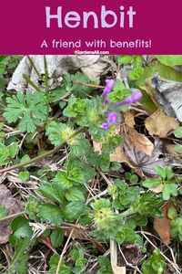 You may enjoy some Scientific Studies and Lore on henbit, (Lamium Amplexicaule) Benefits.