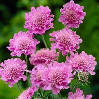 commonly known as Pincushion Flowers. The Pink Mist Scabiosa Plant bears 2-inch, mauvey-pink flowers with a frilly ring of petals embracing a slightly paler, domed center with the signature Pincushion stamens. Each flower rises on a stiff stem above brilliant green, deeply veined, slightly scalloped foliage and it blooms repeatedly, all season long. Elegant, 2 1/2-3 1/2" blooms with long, clean, wiry stems and good vase life are perfect for cutting. Seed pods can be cut and used to add whimsy an