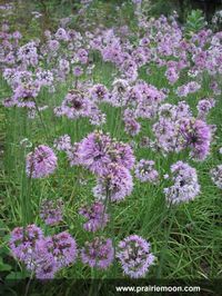 Allium cernuum - nodding onion