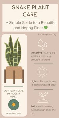 Get the best out of your Snake Plant with our straightforward and easy-to-follow plant care infographic. Don't forget to pin this for future reference and share it with your plant-loving friends!