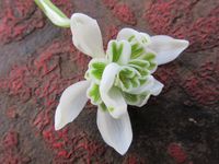 Robust and incredibly attractive, Galanthus nivalis 'Flore Pleno' is a double snowdrop, which produces dainty, nodding white flowers, 1 in. long (2.5 cm), delicately marked with a green spot at the apex of each petal. Slightly fragrant, the fluffy blooms rise atop a foliage of narrow, grayish-green leaves in late winter - early spring. This small bulbous perennial is one of the earliest and loveliest spring flowering bulbs, adding several weeks of color and beauty to the garden. Best massed in s