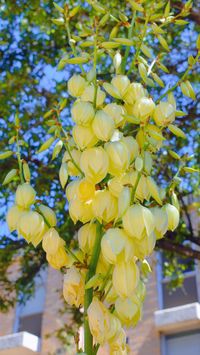 Yucca Adam's needle spotted in Austin Texas