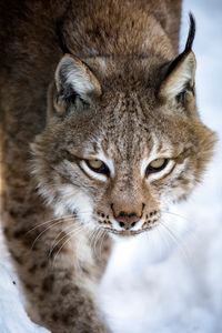 Photo portrait of lynx on a background o... | Premium Photo #Freepik #photo #lynx #predator #wild-cat #bobcat