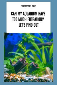 Many people think that aquariums need to be heavily filtered and that there is no point in having an aquarium without the filtration. The reality is quite different. Find out in this article if you can have too much filtration for your aquarium. #aquariumcare #aquariumfilter