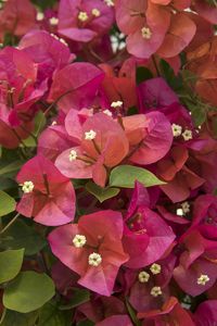 Camarillo Fiesta™ Bougainvillea - Monrovia - Camarillo Fiesta™ Bougainvillea