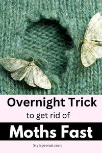 Moths are not only bothersome pests but can also cause significant damage to your belongings, especially clothes, carpets, and other fabric-based items. These pesky insects thrive in dark, undisturbed areas, making them difficult to detect until they've already caused harm. However, with the right approach, you can effectively eliminate moths from your home and prevent their return. This guide will provide you with practical steps to get rid of moths and ensure they don't come back.