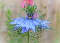 Nigella damascena 'Miss Jekyll' (Love-in-a-Mist) is a popular, upright, bushy annual boasting sky-blue flowers, 1. in. across (4 cm), from early to late summer. The pretty blossoms are borne atop stems clad with finely-cut, feathery foliage that forms a mist around them. They are followed by decorative, balloon-shaped, seed capsules that are terrific for dried flower arrangements. A cool weather annual, Love-in-a-Mist is easy to grow, low care and trouble-free. It looks good in the garden, even