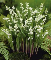 "An all-time favorite perennial. The sweet scent of Lily-of-the-Valley will fill the garden in early spring. Each stem produces as many as 25 blooms. Easy to grow in shady areas, but will also thrive in partial sun."