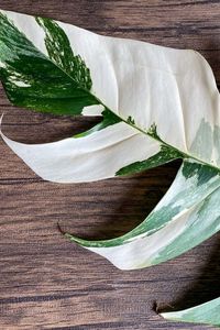 Epipremnum pinnatum ‘Albo-Variegata’ is a pothos variety with green and white variegated leaves that become fenestrated as the plant reaches maturity. It’s one of the rarest and most expensive pothos cultivars and one of the most beautiful. At first glance, this pothos looks very similar to Monstera Albo or Thai Constellation. And although the same amount of hype does not surround it, it’s a better alternative to both.