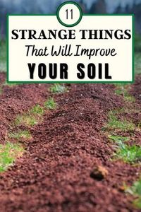 Healthy soil requires a balanced combination of elements with a key role in the different processes of your plant.