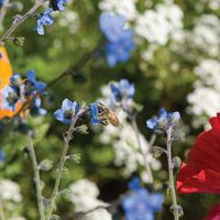 Bee Feed Mix - Flower Seed | Johnny's Selected Seeds