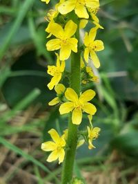 Churchsteeples (Agrimonia eupatoria) Media