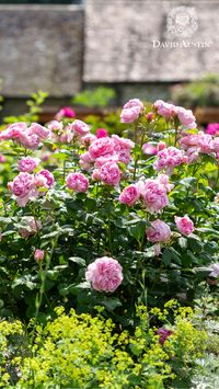 This exquisite rose produces an abundance of large, many-petalled blooms on a bushy, upright shrub. The flowers open to a soft mid-pink hue at the centre, delicately transitioning towards the edges, ultimately revealing a mesmerising cluster of golden stamens.