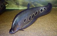 In the wild clown Knife Fish inhabits freshwaters including larger rivers but can be found in swamps too.