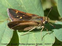 Crossline/Tawny-edged Skipper