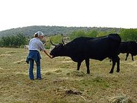 Avileña-Negra ibérica - Wikipedia, la enciclopedia libre