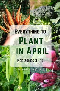 Everything to plant in April