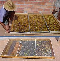 AlSolfruits, secador deshidratador solar directo | Terra.org - Ecología práctica