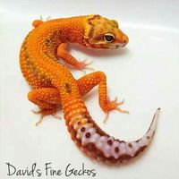 Ultimate leopard gecko I would love to have! Amazing