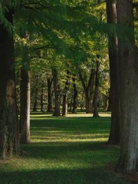 #trees #art #views #forest