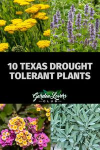 Here is our list of 10 Texas drought-tolerant plants that any garden lover would be happy to have in their garden.