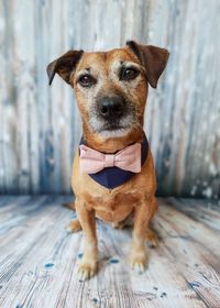 The Best Dog Wedding Attire and Accessories on Etsy | Junebug Weddings