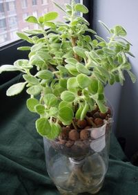 Make Your Own Hydroponic Garden Online - Recycled 2-liter plastic bottles are transformed into simple planters perfect for watching the life cycle of plants from seed to harvest.