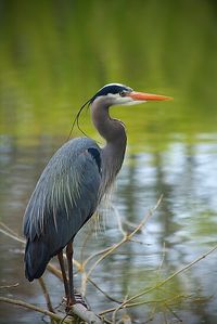 photo by Anne McKinnell ... on REDBUBBLE ... Taken at Esquimalt Lagoon, a bird sanctuary, on Vancouver Island, British Columbia, Canada.