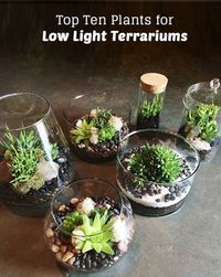 PistilsNursery.com in Portland, OR - has really unusual things for all gardeners! Here: "Top Ten Low Light Terrarium Plants"