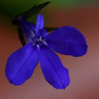 Lobelia Erinus: Also known as the trailing lobelia or the garden lobelia, Lobelia erinus is a species belonging to the bellflower family.