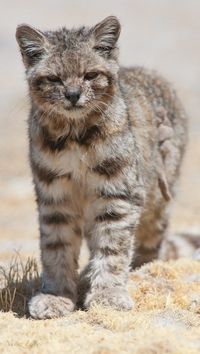 "The endangered Andean Mountain Cat. Less than 2500 are thought to exist in the wild."