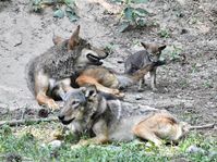 Red wolf pup chews on his yearling brother's tail at the Museum of Life and Science in Durham, North Carolina. Photo by Ranger Robert Wilcox